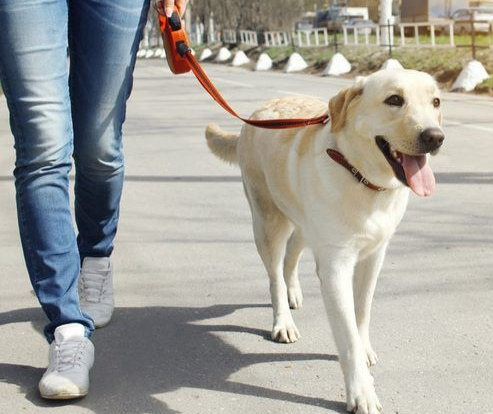 Happy dogs with Scallin Blue - free promotional dog walks Johannesburg