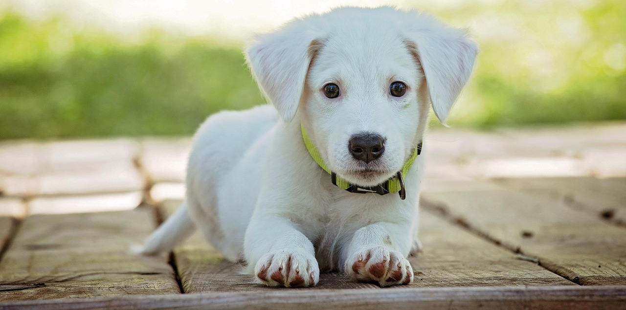 Scallin Blue pet sitting coverage areas across Johannesburg Gauteng
