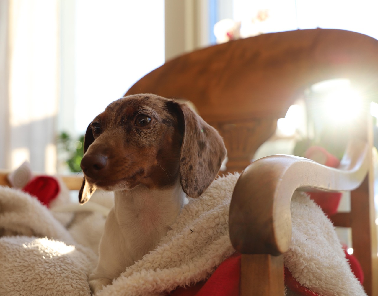 Scallin Blue Safe Nest Sitters - premium house and pet sitting Johannesburg