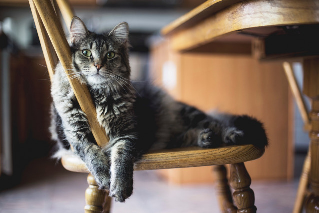 Sandton area luxury pet sitting prices - premium service options