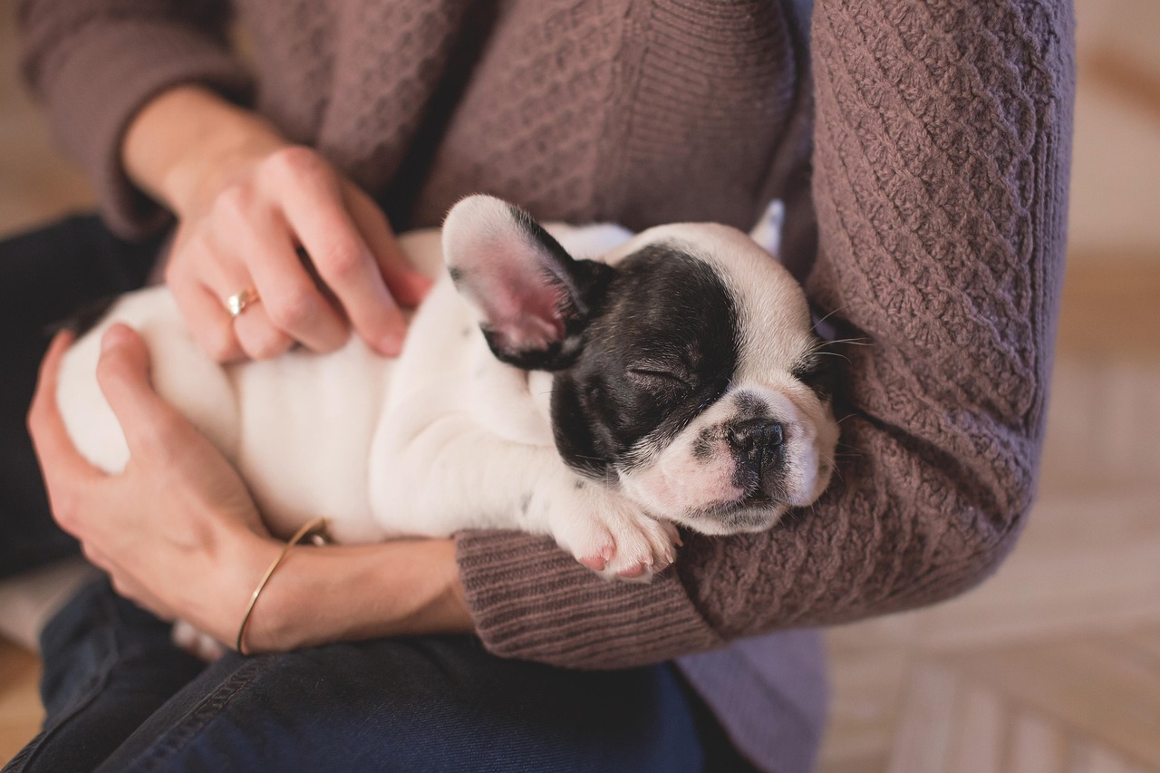 Professional pet sitting services Johannesburg - caring for dogs and cats in Sandton