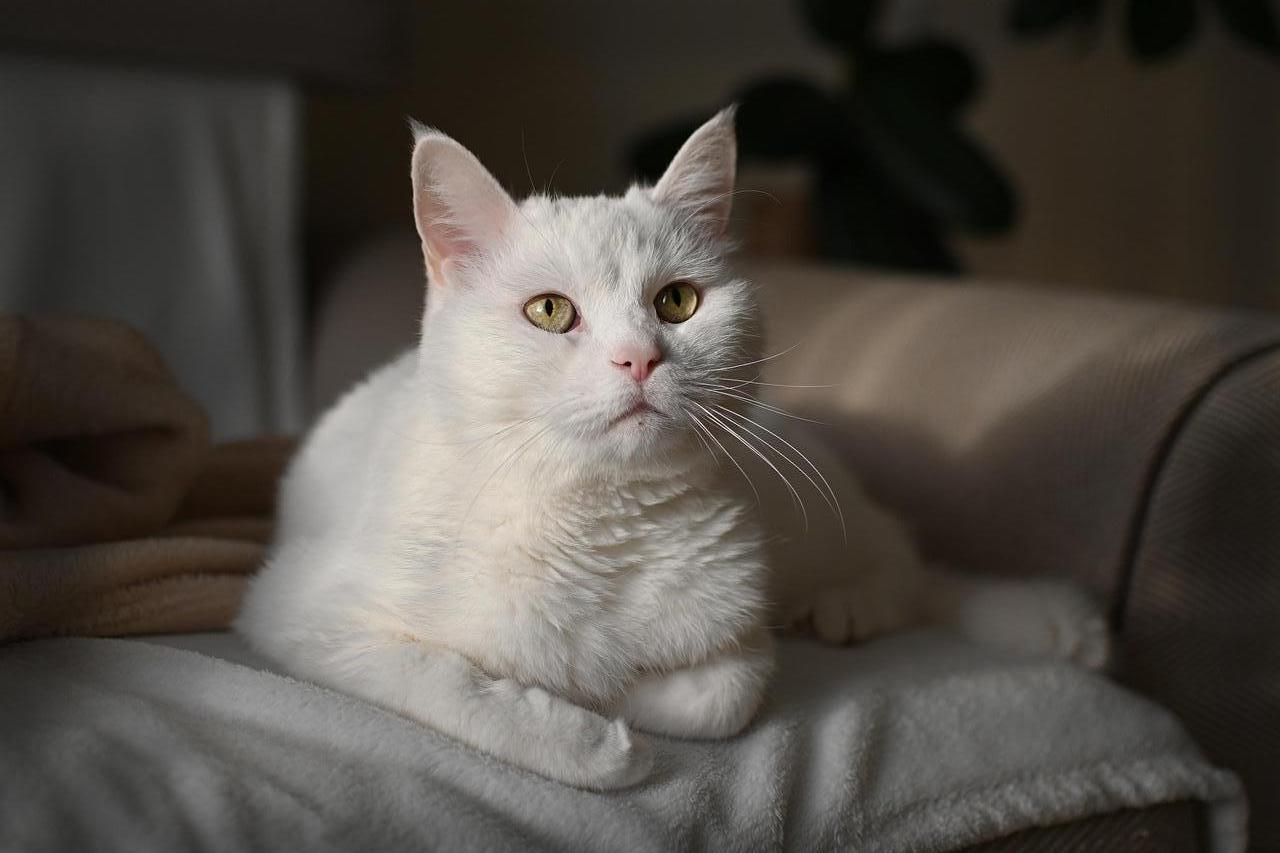 Luxury pet sitting package - premium pet care Johannesburg