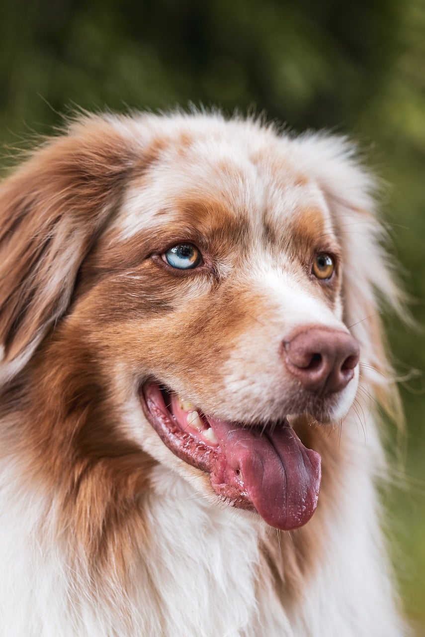 Pet sitting service areas map - Sandton Midrand Alberton coverage